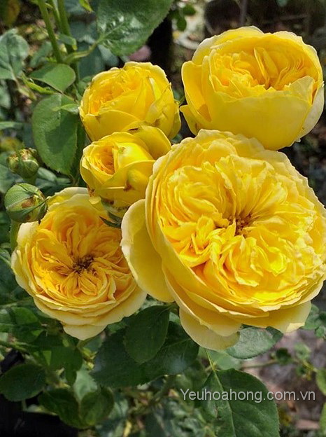 Hoa hồng Catalina rose - Yêu Hoa hồng