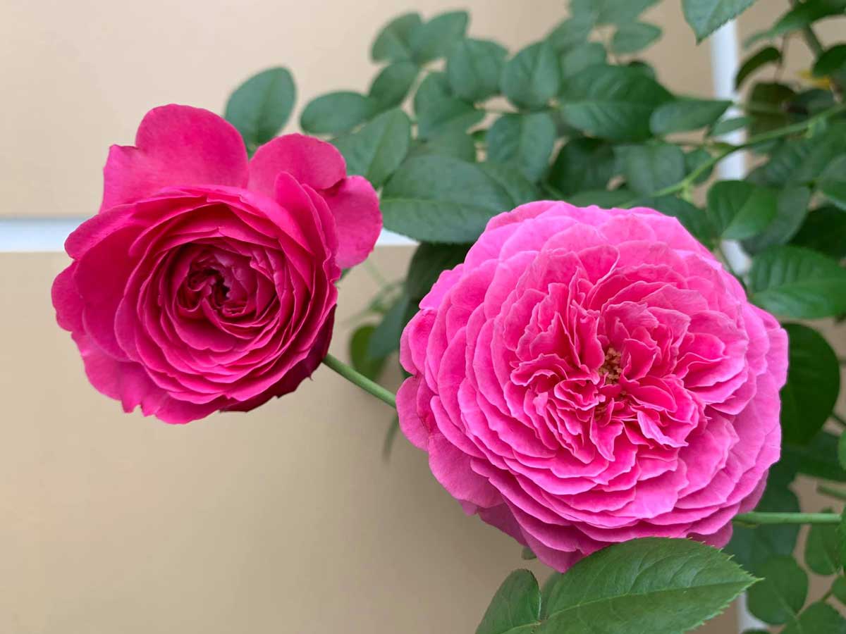 Hoa hồng For Your Home rose thơm ngọt ngào, dễ chăm sóc