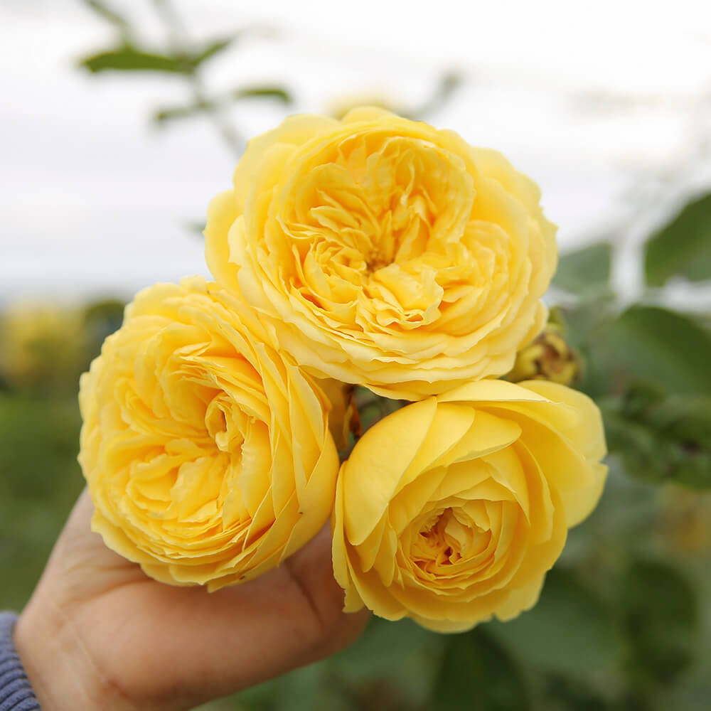 Giải mã bí ẩn về hoa hồng Catalina rose màu vàng chanh tuyệt đẹp