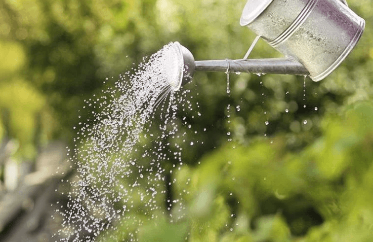 Các phương pháp tiết kiệm nước tưới cây trong vườn