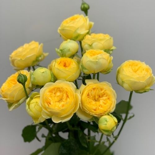 Hoa hồng Catalina - Cách trồng và chăm sóc tuyệt đẹp - Sfarm