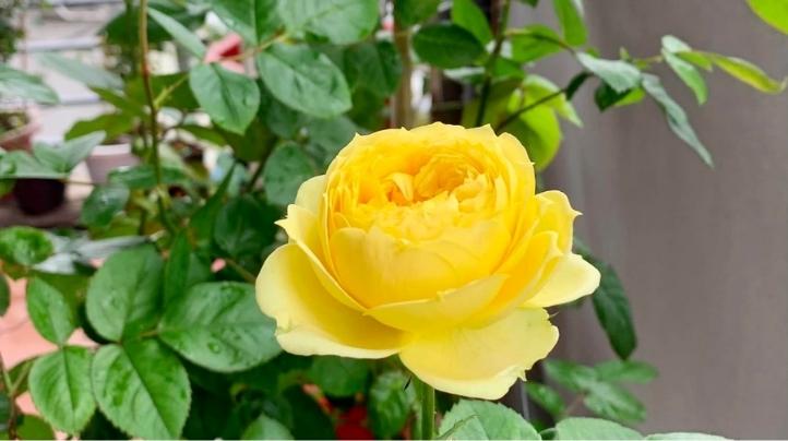 Hoa hồng Catalina - Cách trồng và chăm sóc tuyệt đẹp - Sfarm