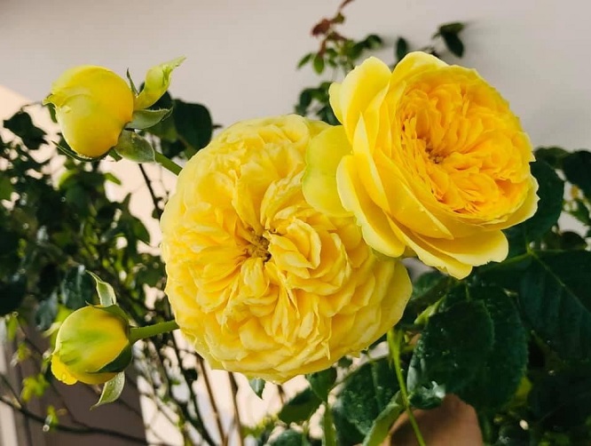 Hoa hồng Catalina màu vàng chanh tuyệt đẹp với phom khum sang trọng -  KiViBaRa || Website Chia Sẻ Thông Tin Về Các Loại Hoa Hồng