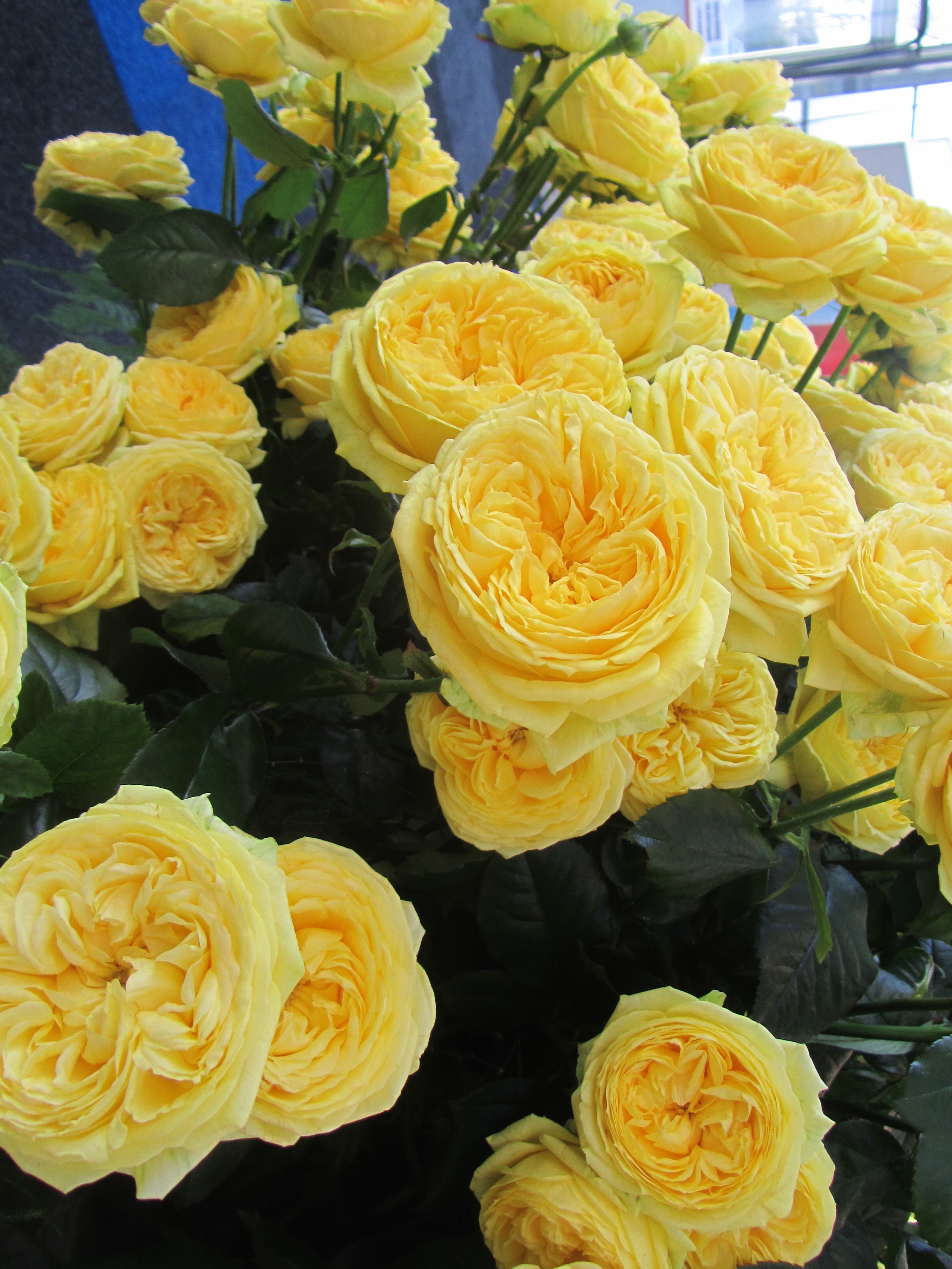 Hoa hồng bụi Catalina Spray cao 1.2m, hoa 11cm, vàng chanh, thơm, đơn