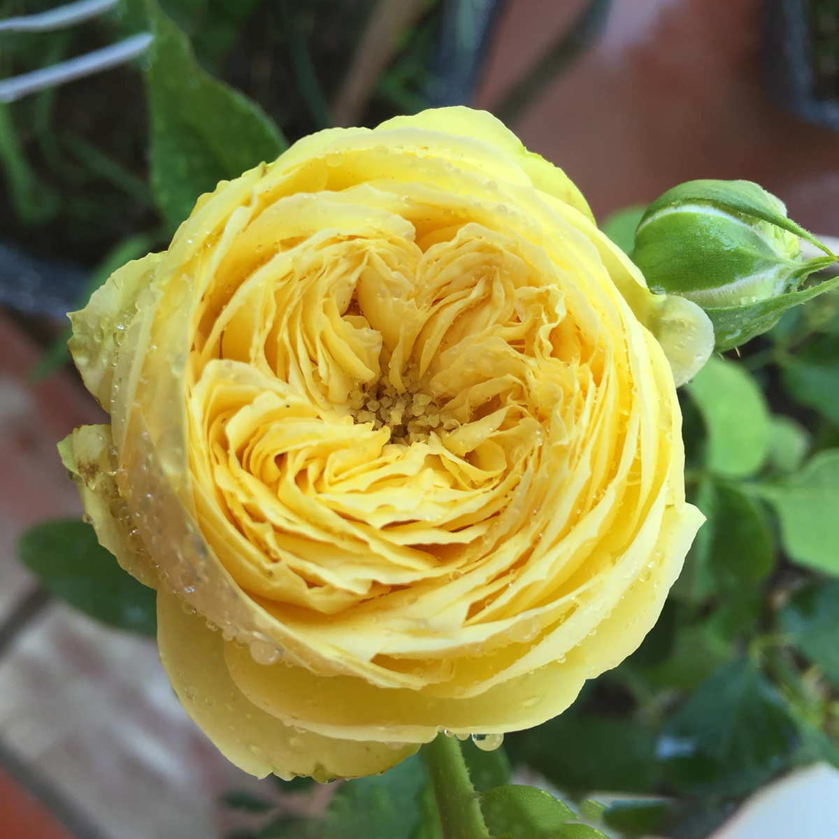 Hoa hồng Catalina rose màu vàng rực rỡ, hương thơm dịu nhẹ