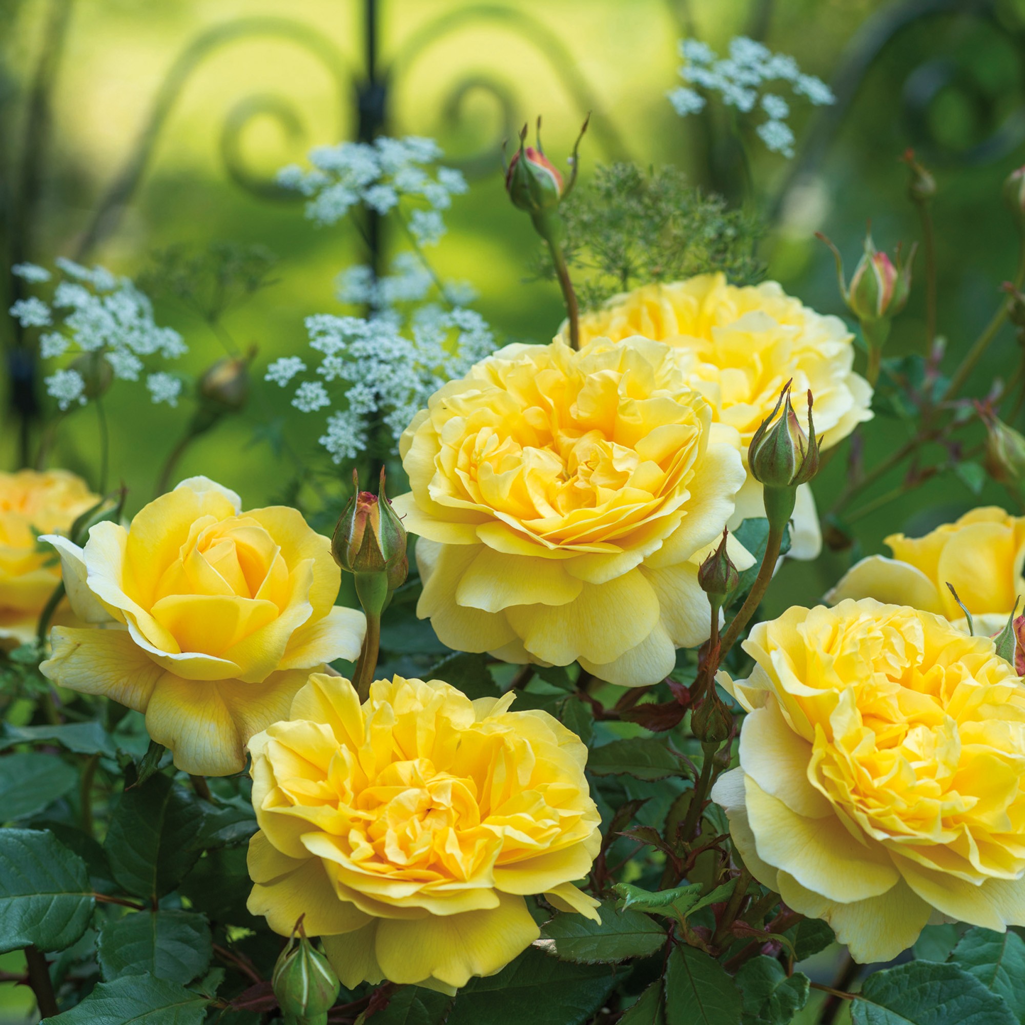 Hoa hồng bụi The Poet's Wife TAG DAVID AUSTIN cao 1.2m, hoa 12.7cm, vàng,  cực thơm, chùm