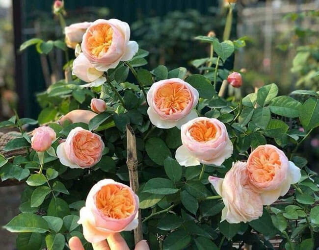 Hoa hồng Juliet triệu đô giá bán, đặc điểm, cách trồng