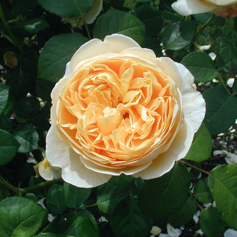 Hoa hồng Juliet rose "triệu đô" màu vàng, bông cúp to rất đẹp