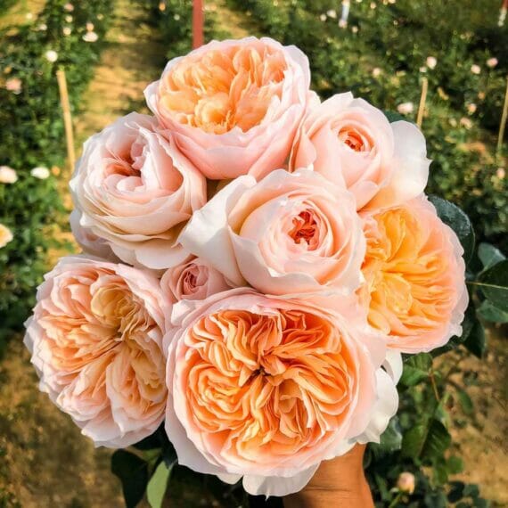 Hoa hồng Juliet Rose màu vàng cam nhập ngoại - Vui Làm Vườn