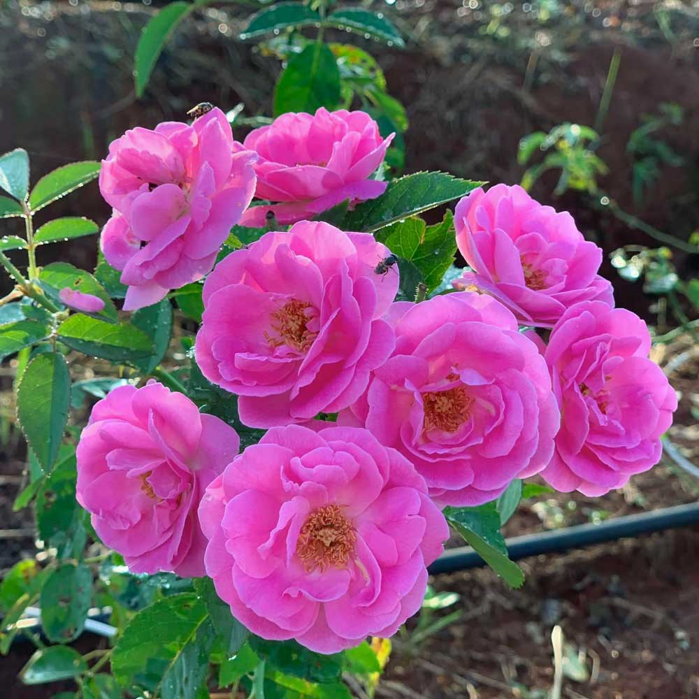 Hoa hồng Cổ Son Môi màu cánh sen, rất thơm, dễ chăm sóc
