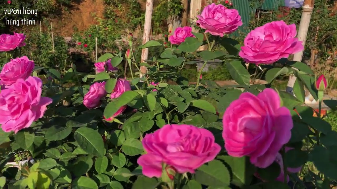 Hoa hồng cổ Son Môi | Hoa hồng cổ Việt Nam thơm nhất - YouTube