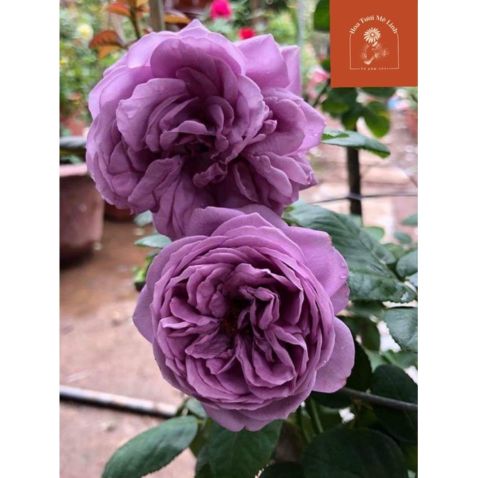 Hoa hồng ngoại tím Kinda Blue Rose-Vẻ đẹp tìm mộng mơ -Hoa Tươi Mê Linh -  Cây cảnh và hạt giống | NhàF.vn
