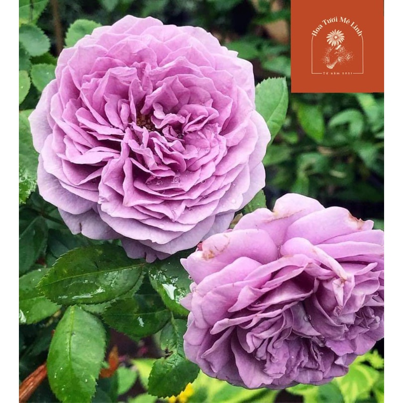 Hoa hồng ngoại tím Kinda Blue Rose-Vẻ đẹp tìm mộng mơ -Hoa Tươi Mê Linh -  Cây cảnh và hạt giống | NhàF.vn