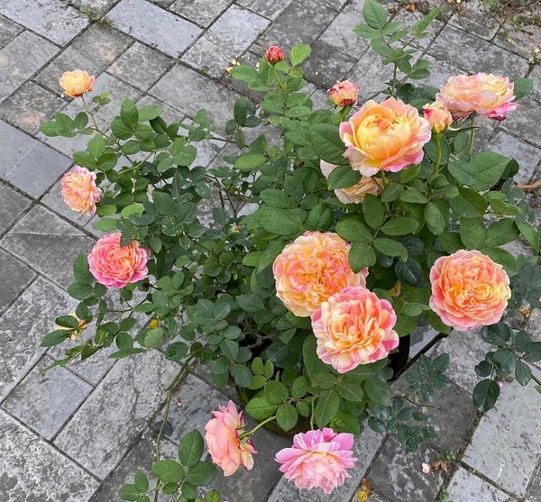 Claude Monet Rose mochuong-garden