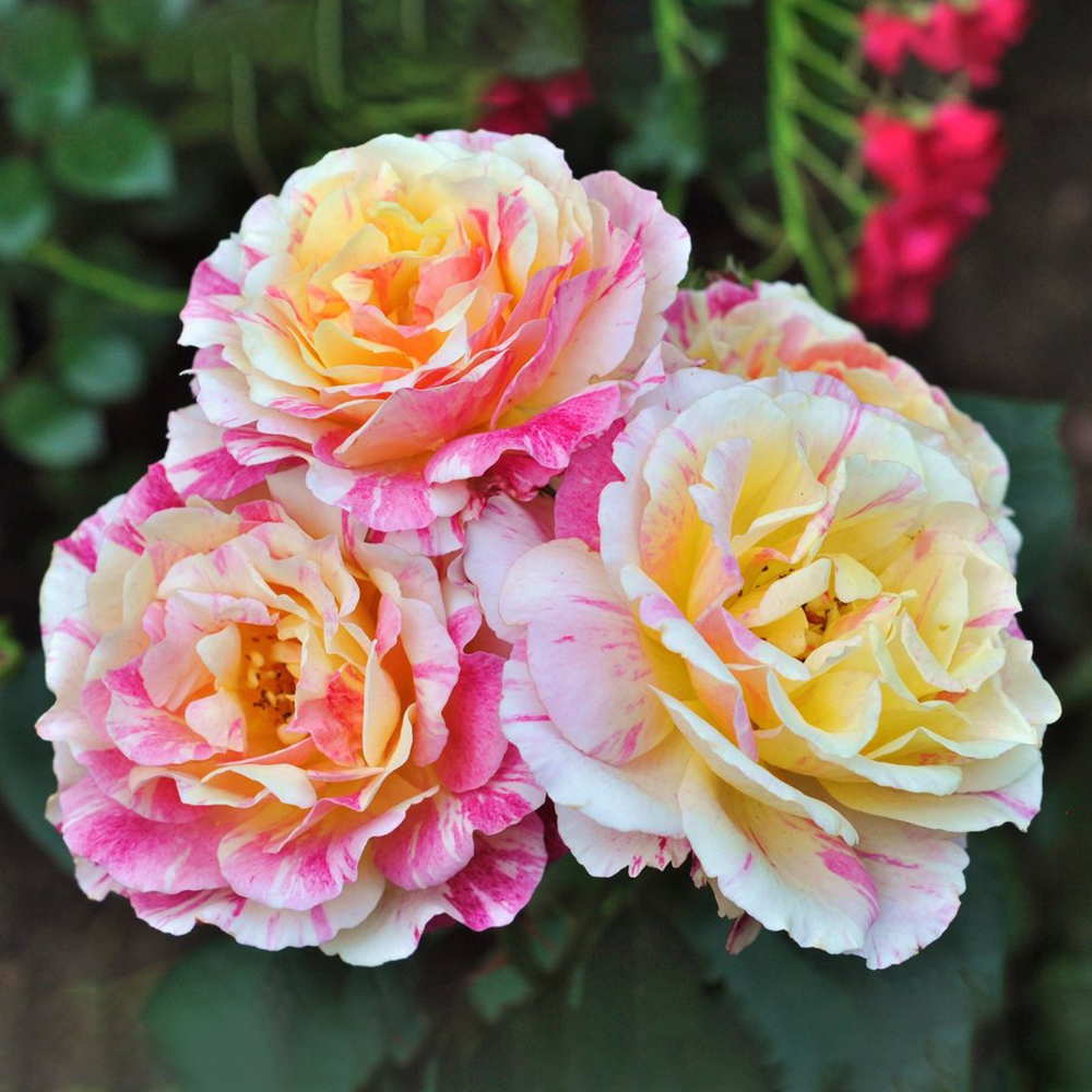 Hoa hồng Claude Monet rose vẹn tròn từ sắc đến hương