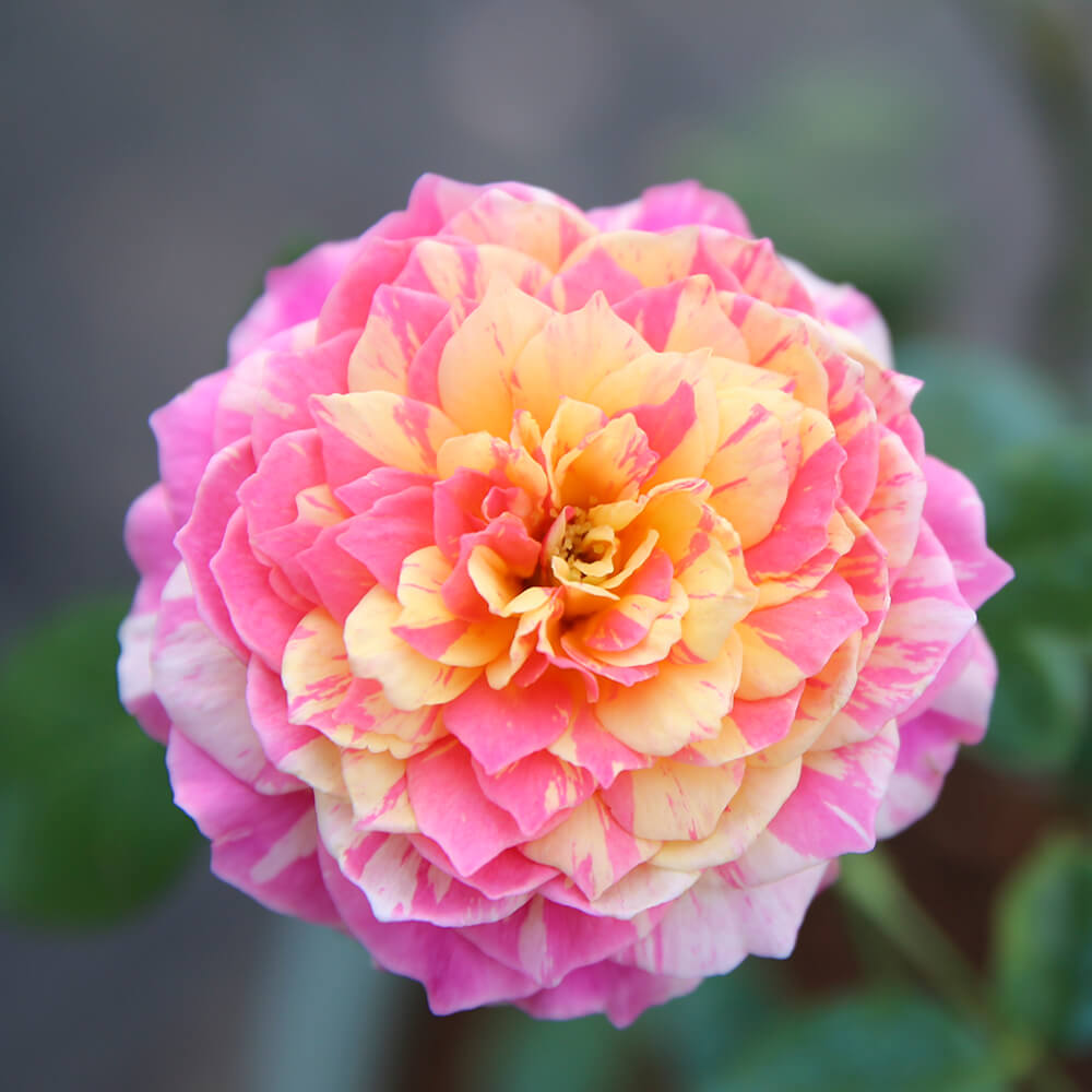 Hoa hồng ngoại Claude Monet rose – Hoa hồng Mỹ màu sọc đẹp nhất
