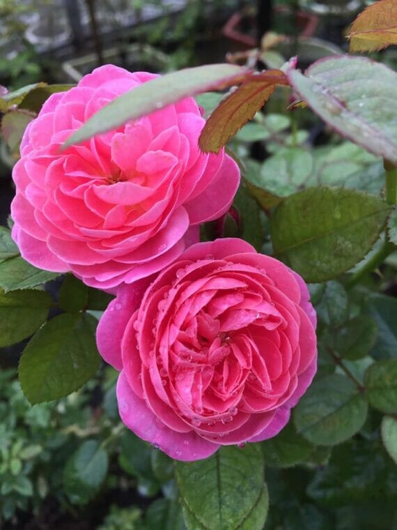 Hoa hồng Dream Light rose – Phá cách tone màu Hồng Nhật Bản - Vui Làm Vườn