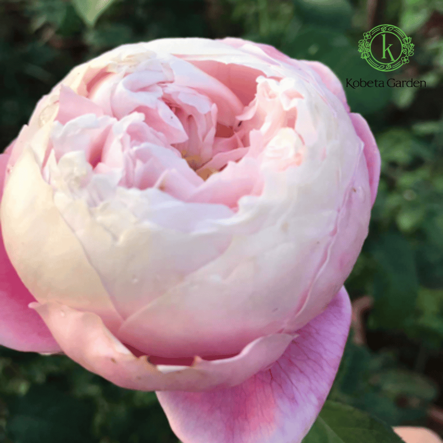 Hoa hồng Plume – Kobeta Garden