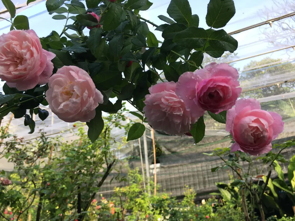 Hoa hồng Ngoại Plume Rose | Lazada.vn