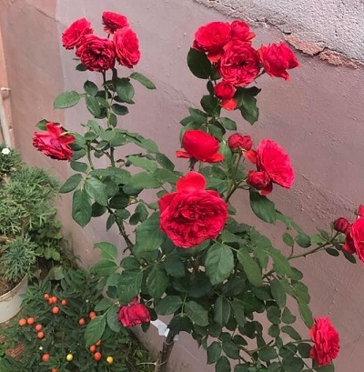 Cây Hoa Hồng Red Apple Rose | Cây Ăn Trái Dễ Trồng