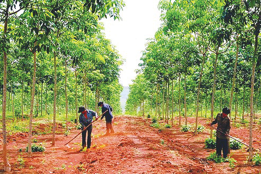 Đồng Nai: 18.000ha đất trồng cao su sẽ được chuyển đổi mục đích - CafeLand.Vn