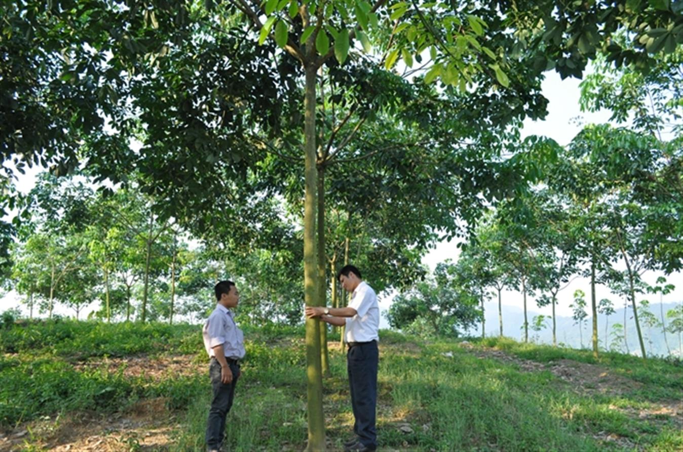 Kỹ thuật bón phân cho cây cao su đạt hiệu quả cao - TRUNG TÂM KHẢO KIỂM NGHIỆM PHÂN BÓN QUỐC GIA