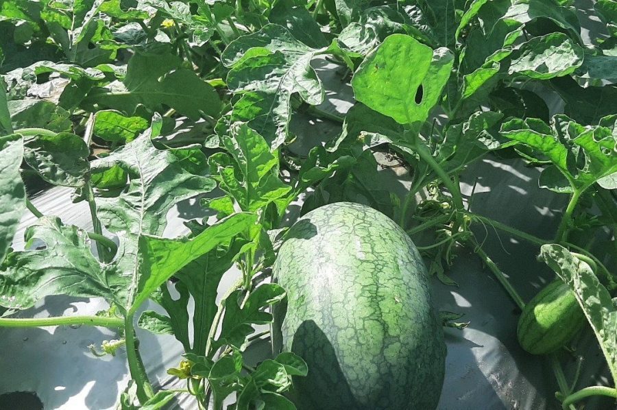 Kỹ thuật trồng cây dưa hấu bằng hạt chuẩn nhất cho nhà vườn - Giathe.vn