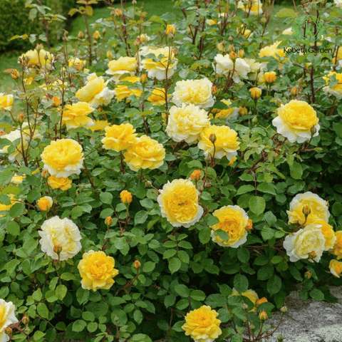 Hoa hồng The Poet's Wife – Kobeta Garden