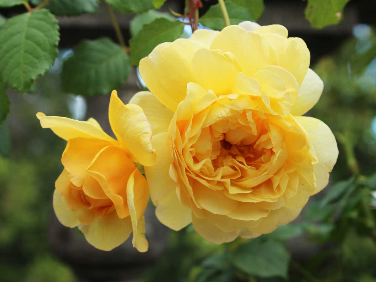 Hoa hồng Poet's Wife rose màu vàng - Cua Gạo Garden - Cung cấp cây hoa hồng