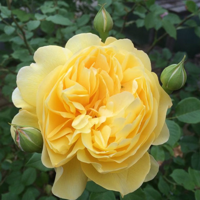 Giảm 56.000 ₫] Hoa hồng leo Poet's Wife hương thơm mạnh mẽ- vườn hoa melinh rose - tháng 3/2024 - Mua Thông Minh