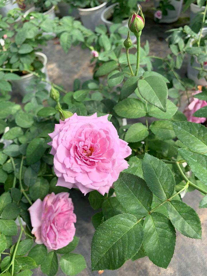 Hoa hồng Blue Sky rose tím Lavender, siêng hoa, dễ chăm sóc