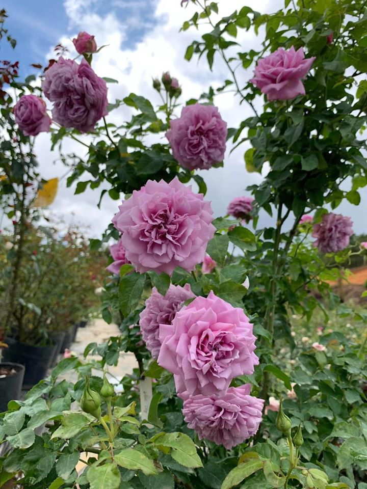 Hoa hồng Blue Sky rose tím Lavender, siêng hoa, dễ chăm sóc