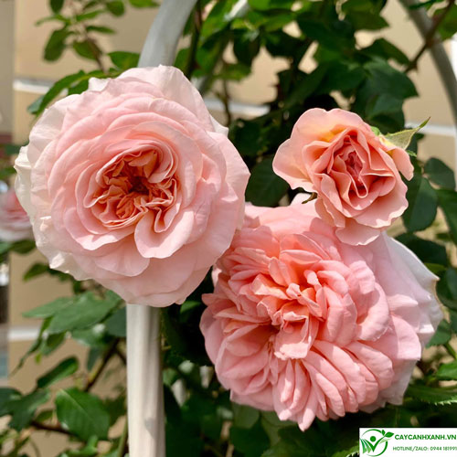 Hoa hồng Abraham Darby rose - Màu đẹp, hương thơm ngọt ngào