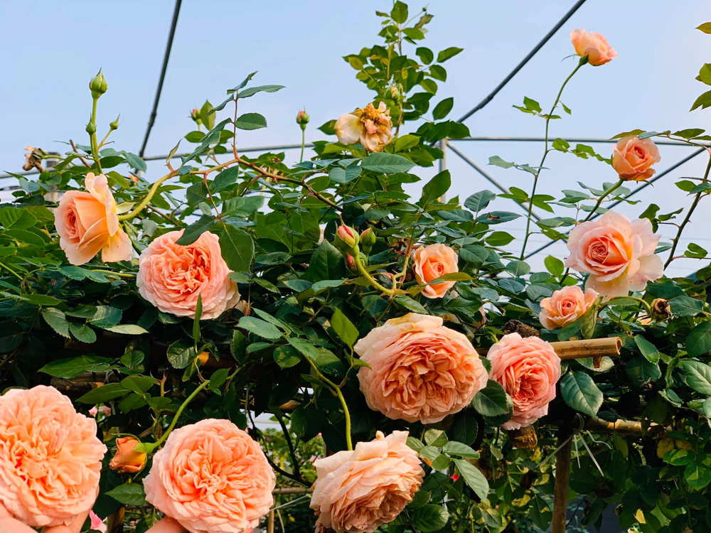 Hoa Hồng Abraham Darby rose màu cam mơ, dễ chăm sóc