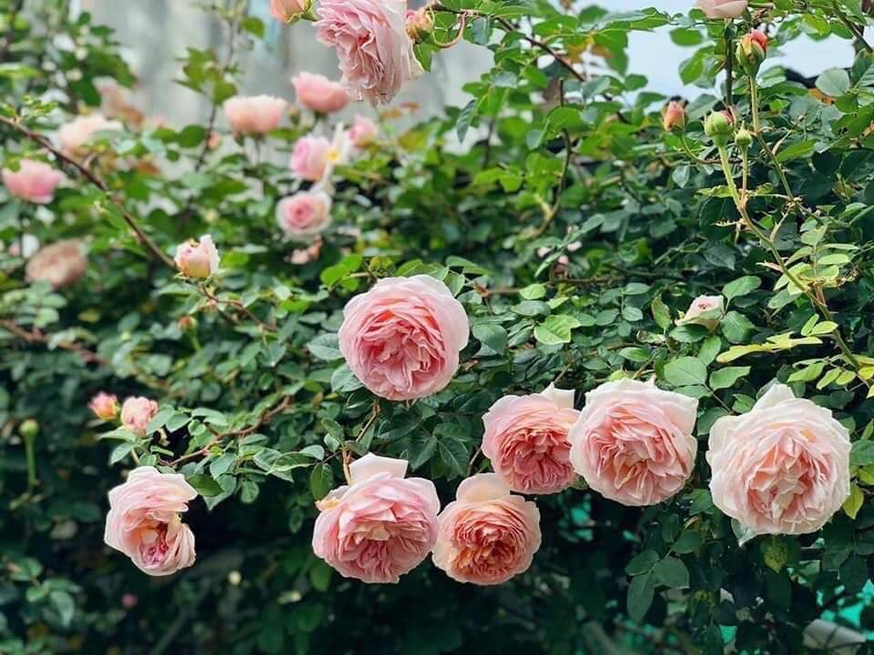 Hoa hồng leo Abraham Darby rose rực rỡ