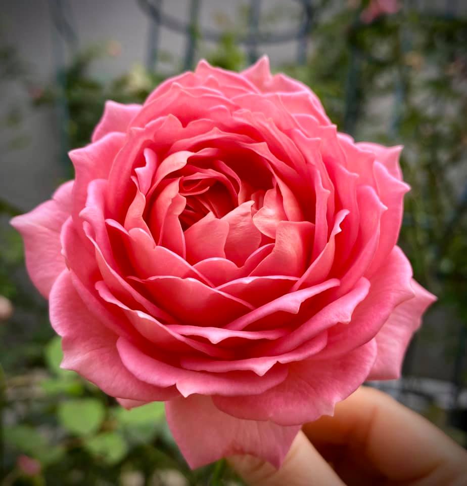 Hoa hồng Jubilee Celebration Rose cam cá hồi, siêng hoa