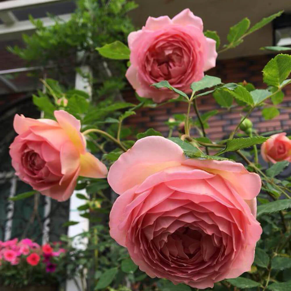 Hoa hồng ngoại Jubilee Celebration rose – Hoa hồng David Austin cá hồi  tuyệt đẹp
