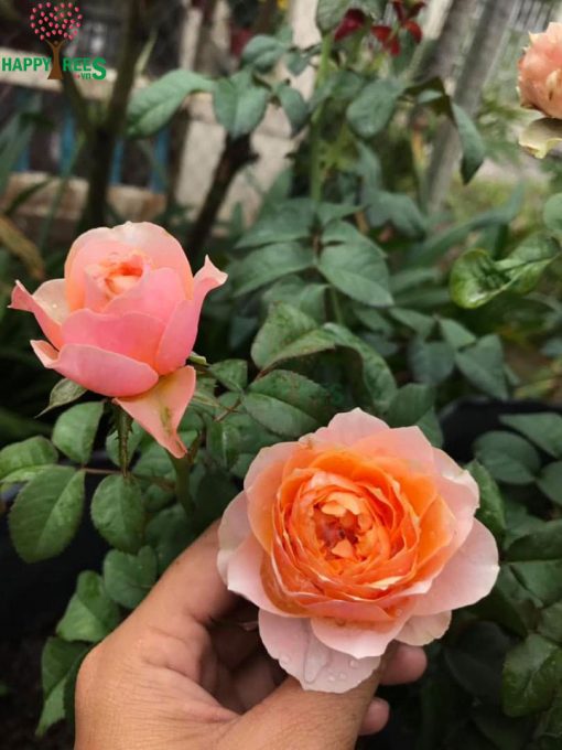 Hoa hồng cắt cành Vuvuzela Rose Hà Lan