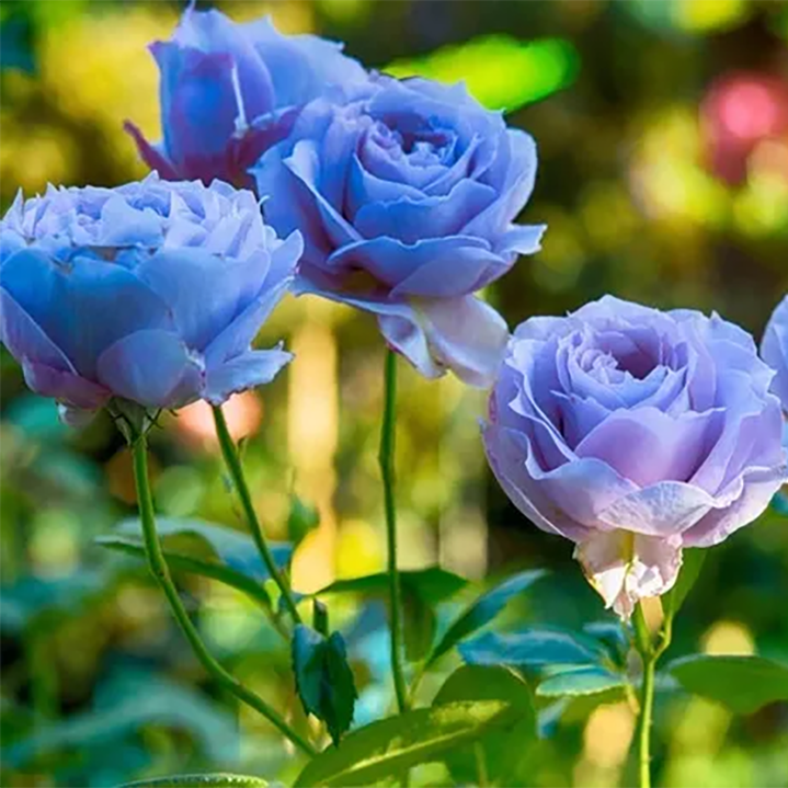 Chăm sóc hoa hồng rất đa dạng về loài cũng như màu sắc